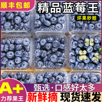SF Express whole box selection of fresh blueberries fresh fruits in stock in season highly recommended to buy whole box of large fruits sweet and seasonal