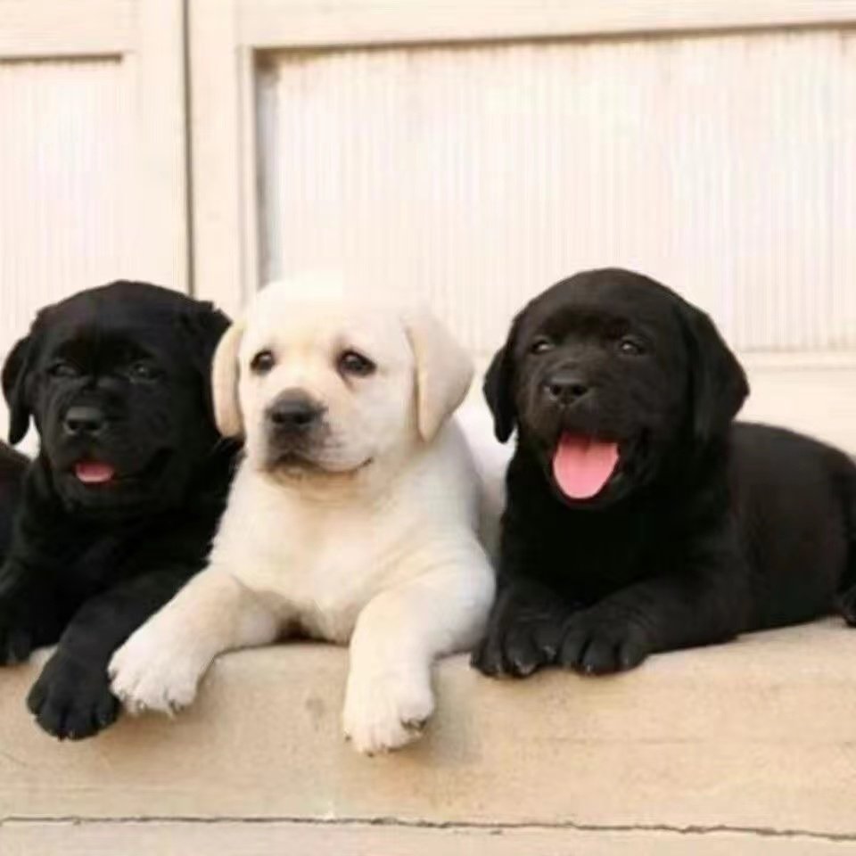 拉布拉多幼犬，黑色or白色？🔥哪一款更让你心动？-狗狗-淘宝好物网, image size:960x960