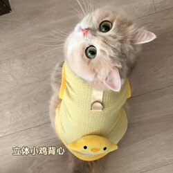 Spring and Summer Anti-Shedding Vest for Cats, Dog Vest with Leash Clip, Cute Pet Devon Rex Kitten