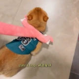 Золотые три шкафа кошки ловцы кошачья игрушка арестованные котенок золотой