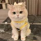 Кошачья одежда золотой слой весенний и осенний потерей потери лета