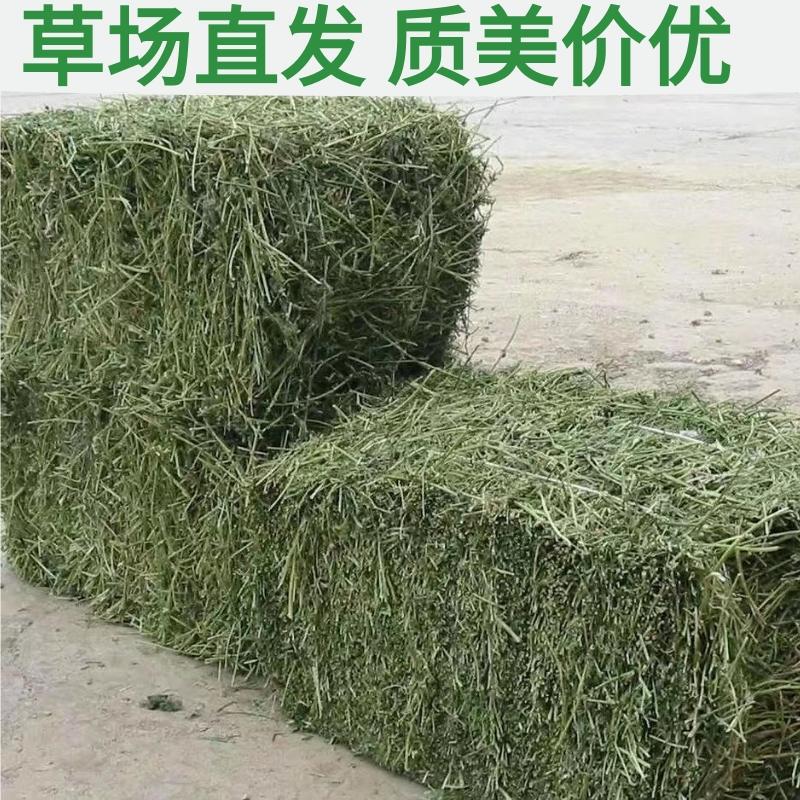 Domestic High-Quality Alfalfa Hay Bales for Horses, Cattle, Sheep, and Alpacas, Alfalfa Grass Bales for Feed, Farm Feed Grass Piles