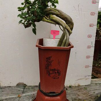 Extremely fast factory sales tower d purple carving root bougainvillea bonsai automatic product in our shop for orders over 48 yuan