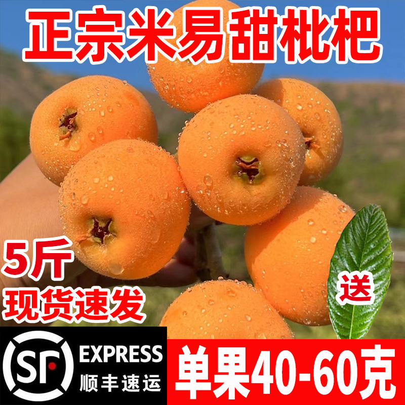 5 kg Zhengzong Miyi loquat fresh fruit extra-large Sichuan Panzhihua loquat fresh pregnant woman Fruit Pipa Fruit Shunfeng-Taobao