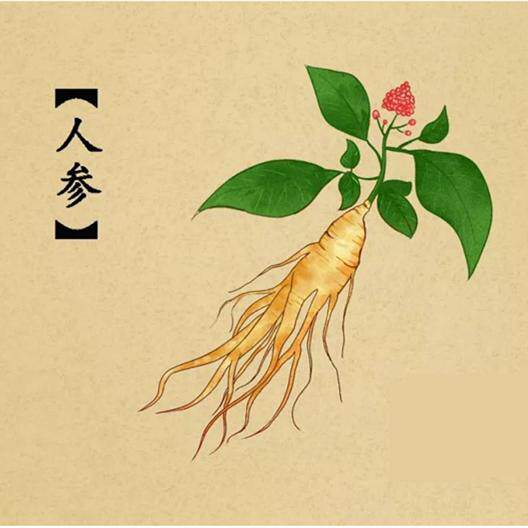 东北人参精华：金边黑参的独特魅力-山参-淘宝百科网