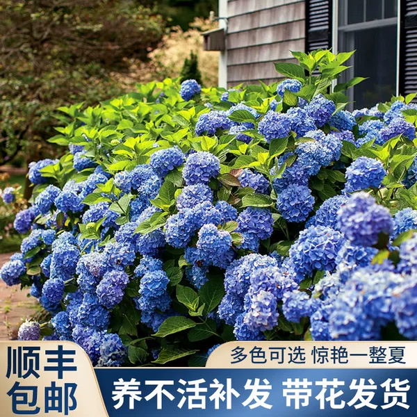 Товары от 甜棵旗舰店