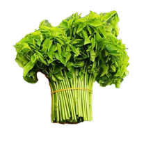 Fresh tree vegetables Hainan Wuzhishan wild vegetables Chaoshan cuisine Tianxiang green seasonal vegetables hotel specialties