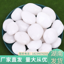 Hunan Feng Shui stone fish tank landscaping white pebbles paving decoration hydroponic tulips polished rain flower stone
