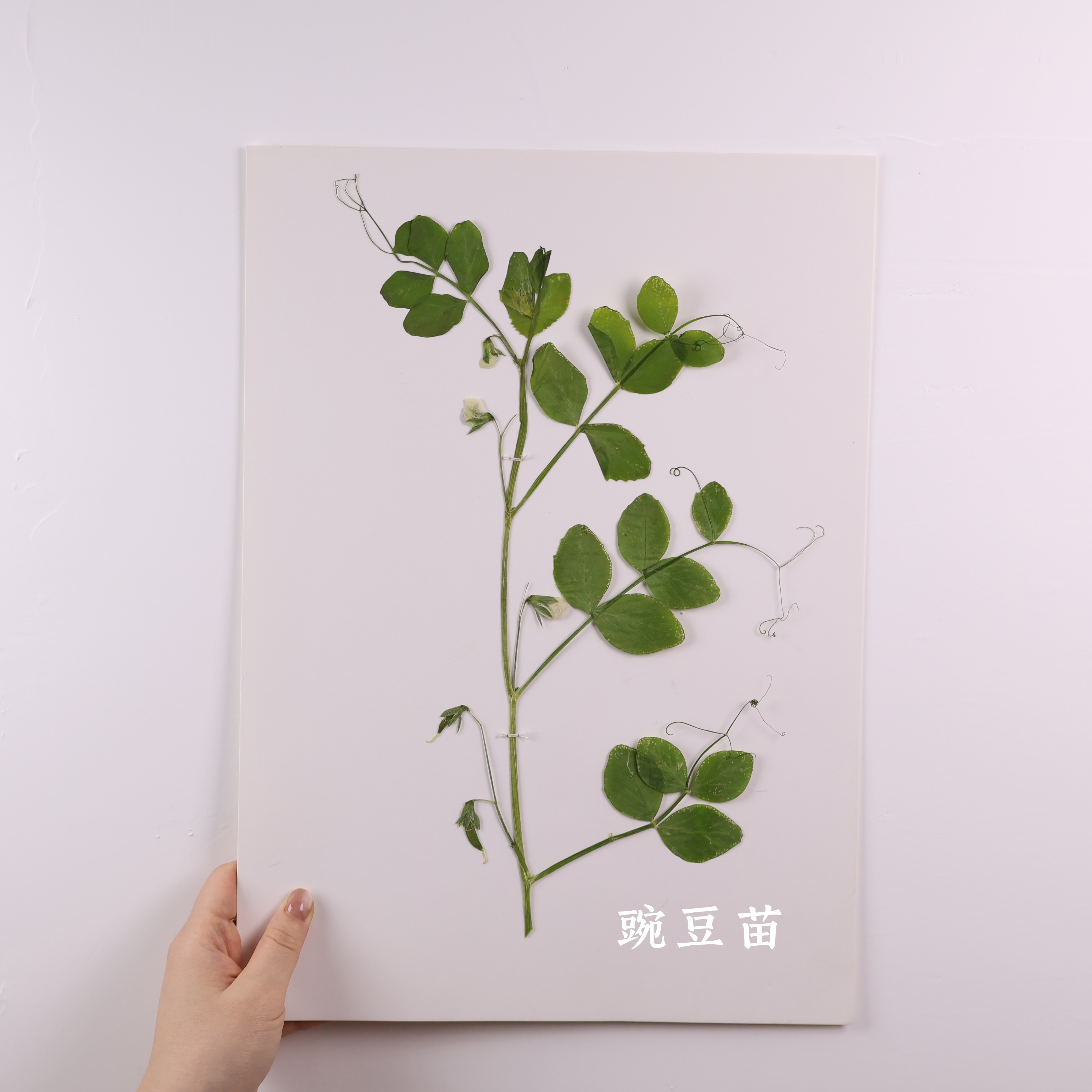 连翘腊叶标本：穿越时间的中草药宝藏