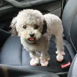 Регулируемые собачьи походные ботинки для любимых ботинок зимних собак