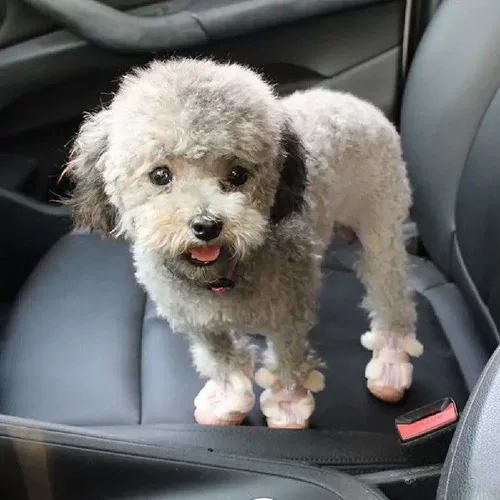 Регулируемые собачьи походные ботинки для любимых ботинок зимних собак