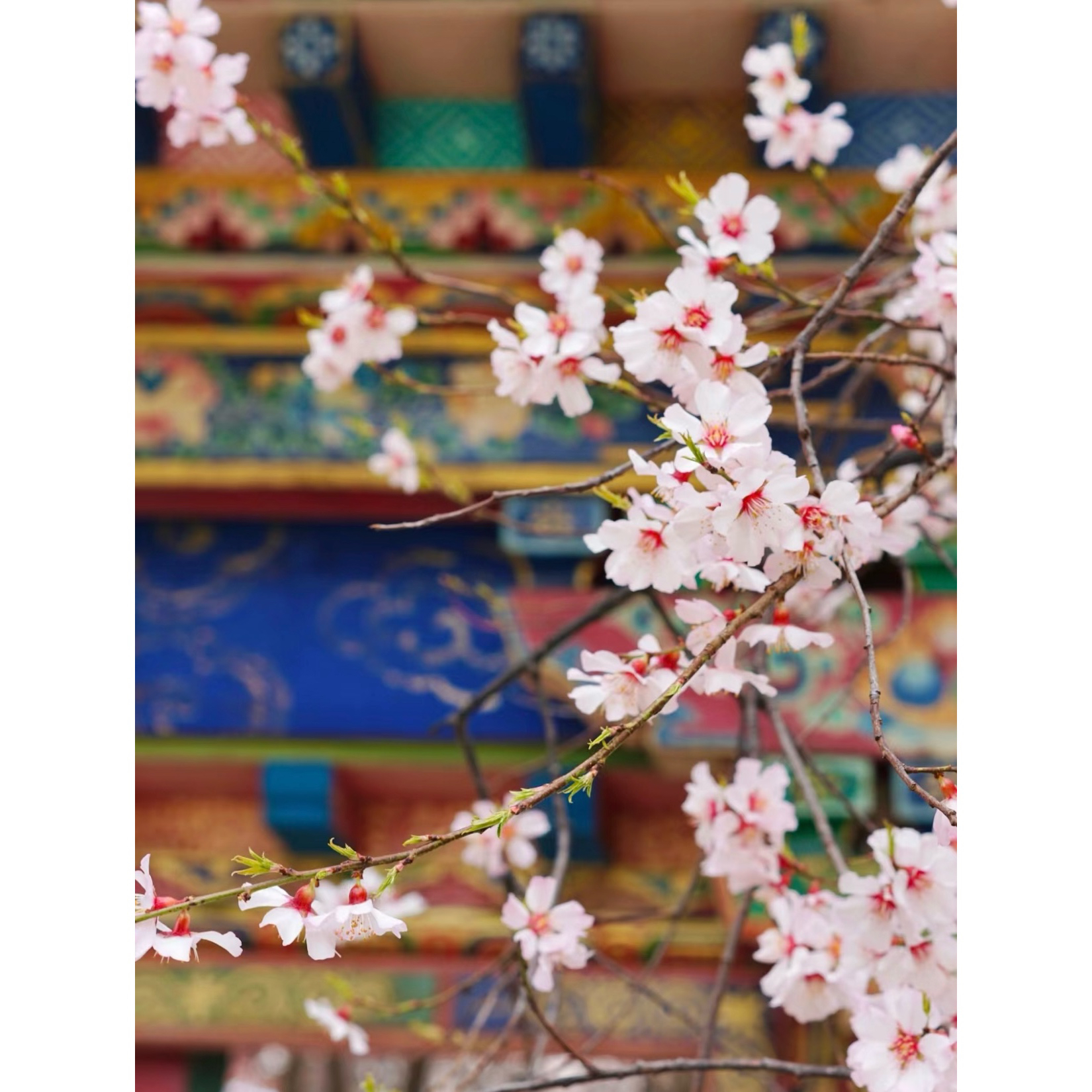 西藏纯玩团4天小团旅拍：深度探寻雪域高原的极致美景