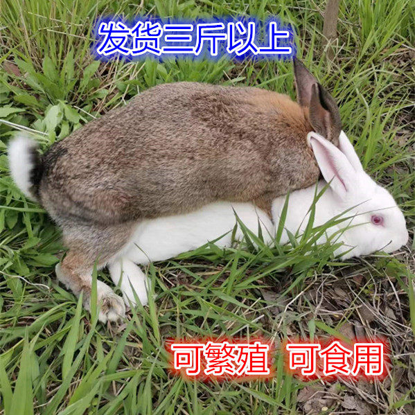 三斤巨兔:家养宠物or餐桌美味?超萌活体巨兔种兔,公母任选!-兔-淘宝好物网