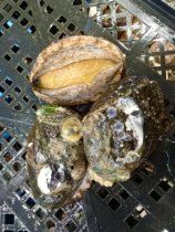 Shishanyuansu 8 heads of fresh frozen abalone quick-frozen raw fresh and live-frozen high-quality Fujian seafood and aquatic products for commercial use