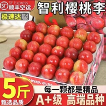 Shun Feng Australia Cherry Plum New Fresh Season Import Plum Fruit High-end Explosive Sweet Cherry Whole Box