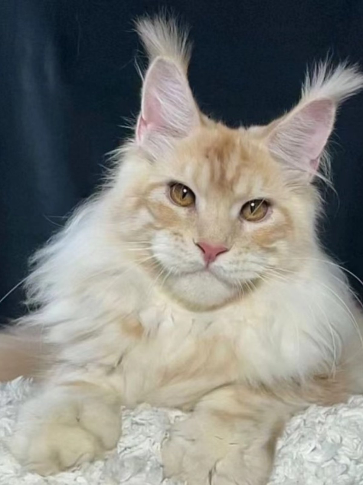 緬因貓知識- 鴻炎貓坊｜HongYan Cat Shop, image size:1200x1600