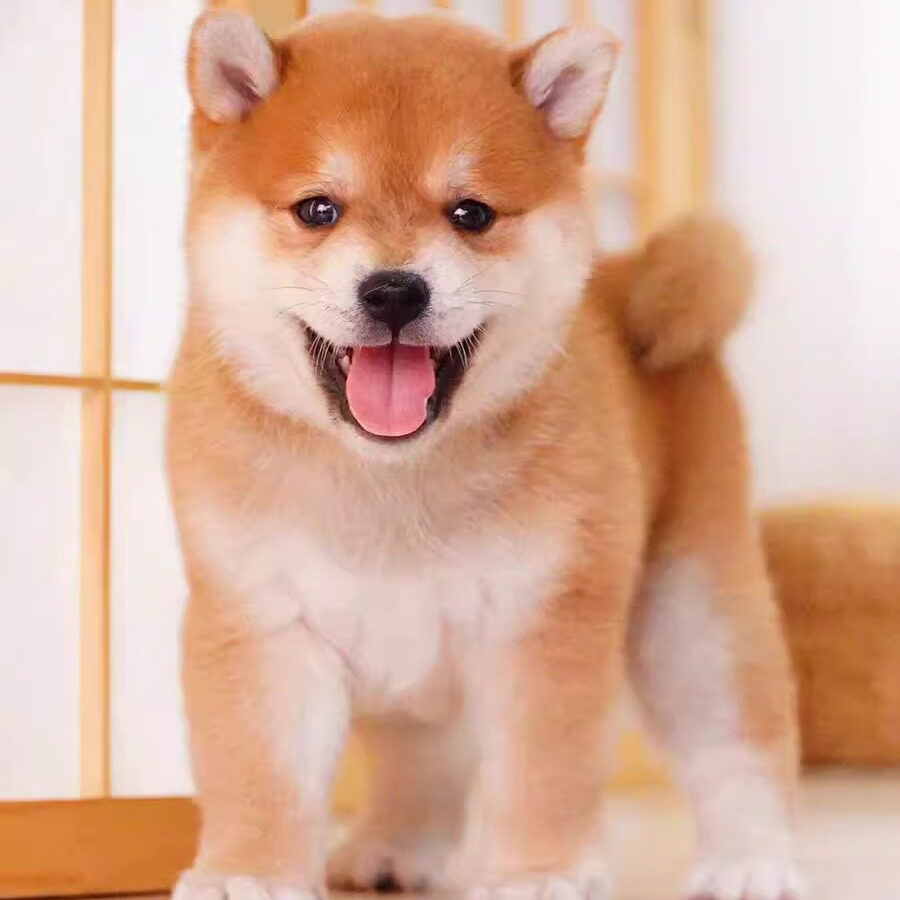 纯种边牧犬黑白色陨石色边牧幼犬活体德牧犬红棕色边境牧羊犬柴犬-淘宝网