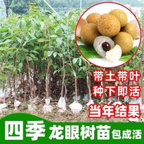 Guangxi four-season longan saplings longan planting in the south grafting extra large stone dwarf potted plants that bear fruit in the same year