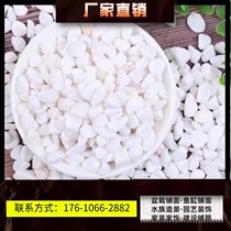 Guangdong 40 white stone manufacturers direct sales pebbles rain flower stone flower pot potted fish tank bottom sand and stone landscaping paving