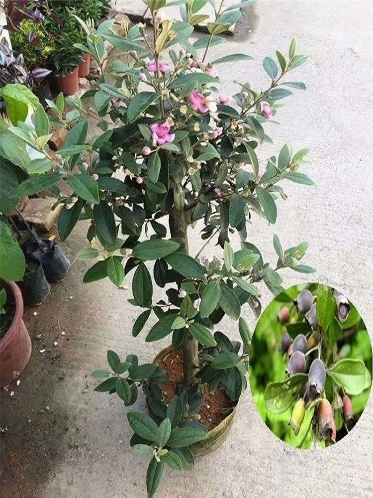 桃金娘苗改良品种大果种植庭院盆栽桃金娘树苗老桩山捻子果苗盆景有哪些特点和优势?适合哪些环境?-果树-淘宝好物网