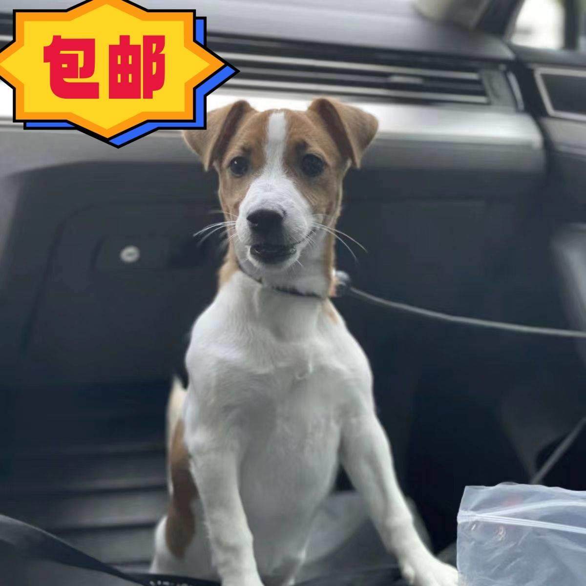 杰克罗素梗犬:太仓猎犬界的活力小旋风,你值得拥有!-狗狗-淘宝好物网