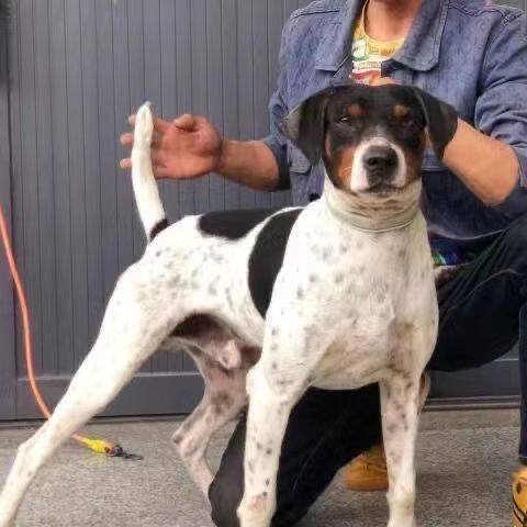 绍兴宠物狗领养 🐾 | 太仓犬中华田园犬猎兔抓鸡看家护院 🏡-宠物-淘宝好物网