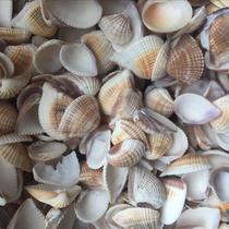 Small shells conch starfish diy accessories landscaping decorations triangular shells scale ladles customized clams