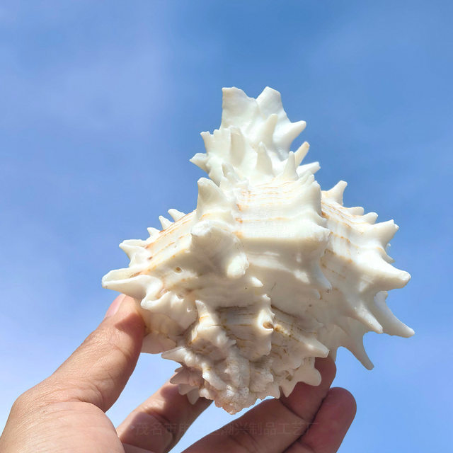 Natural Conch Shell from the East Coast of the United States, Home Decor for Fish Tank Landscaping, Aquarium Decoration, Mediterranean Ornament