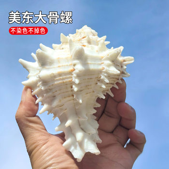 Natural Conch Shell from the East Coast of the United States, Home Decor for Fish Tank Landscaping, Aquarium Decoration, Mediterranean Ornament