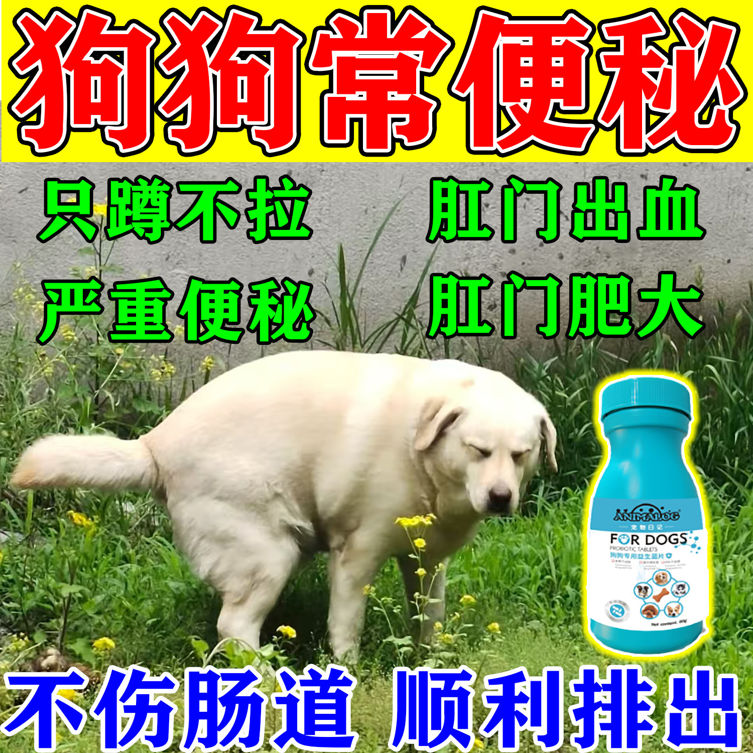狗狗便秘促排便难题解决!猫狗通便益生菌片,告别拉不出屎的烦恼!-狗益生菌-淘宝好物网