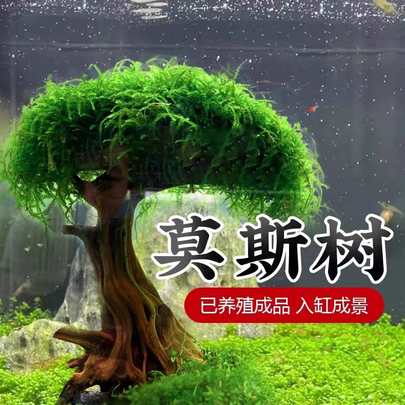 Moss Tree Aquarium Tree Real Tree Driftwood Aquatic Plants Lazy Landscaping No Need for Bottom Sand Large Mushroom Head Aquarium Landscaping Ornament Moss Tree Aquarium Tree Real Tree Driftwood Aquatic Plants Lazy Landscaping No Need for Bottom Sand Large Mushroom Head Aquarium Landscaping Ornament