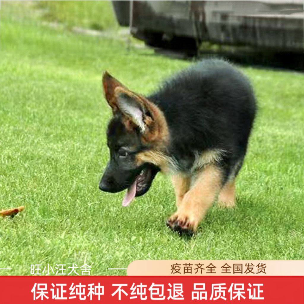 领养宠物| 加利福尼亚州阿拉米达县警长办公室, image size:1024x1024