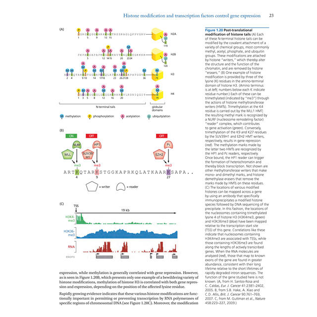 The Biology of Cancer 2Nd Edition