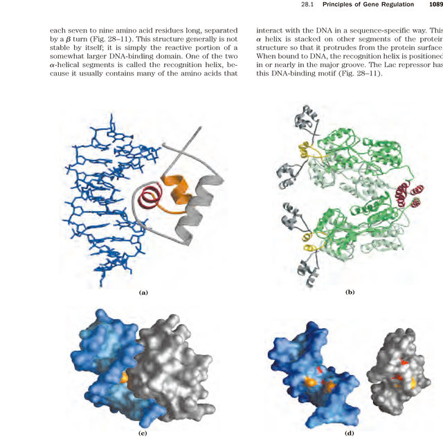 Principles of Biochemistry 7Th Edition Lehninger Principles of Biochemistry