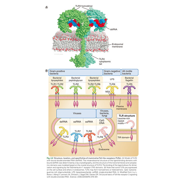 Cellular and Molecular Immunology 11Th Edition Cellular and Molecular Immunology