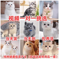 Purebred blue cat blue and white kitten American short Maine Coon gold and silver gradient ragdoll cat Mankikan pet cat live short-footed cat