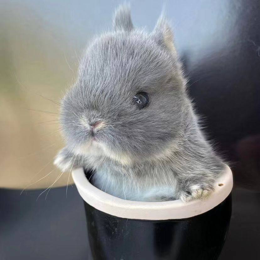 养兔子要注意哪些细节?小白必看的养宠指南🐰-生活-淘宝百科网