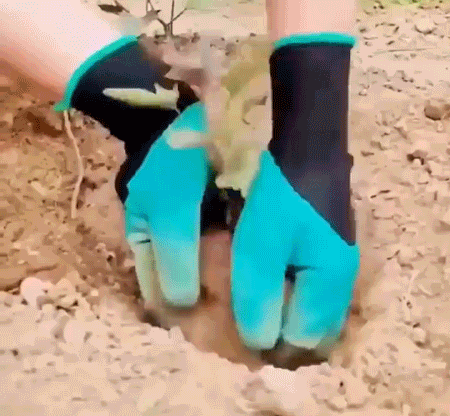 16.gif