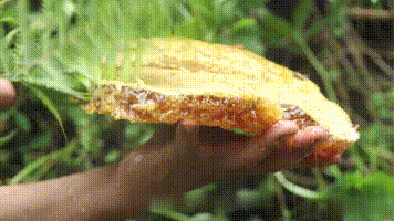 37.gif