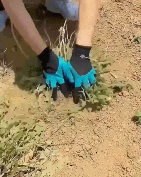14.gif