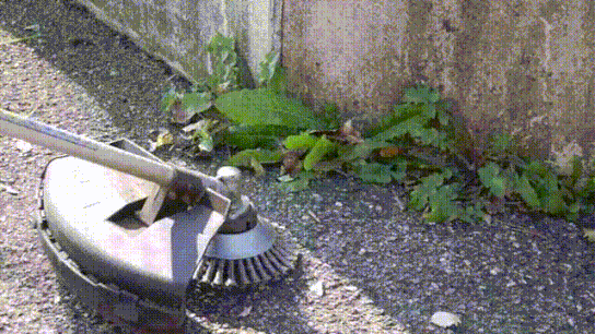 5.gif