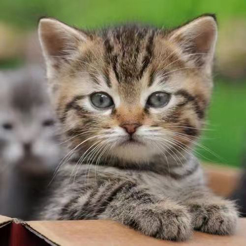 中华田园猫活体幼崽推荐！狸花猫、橘白猫、玄猫、三花猫、奶牛猫全盘点