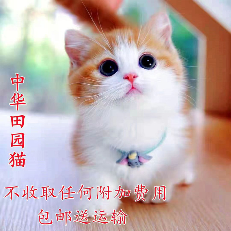 中华田园猫活体幼崽推荐！狸花猫、橘白猫、玄猫、三花猫、奶牛猫全盘点