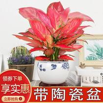 Geely red potted green plants red plants living room bonsai lazy water-absorbing ceramic pots gallon green dill Ruyi