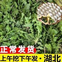 Local vegetable shepherds purse fresh wild shepherds purse freshly dug and fresh natural vegetable dumplings buns stuffed with mustard frozen SF Express