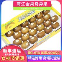 Shunfeng 5 kg gift box Sichuan Pujiang Golden Gooch Exotic Fruits Yellow Flesh Kiwi Fruits Fresh Fruit Annual Delivery Gift
