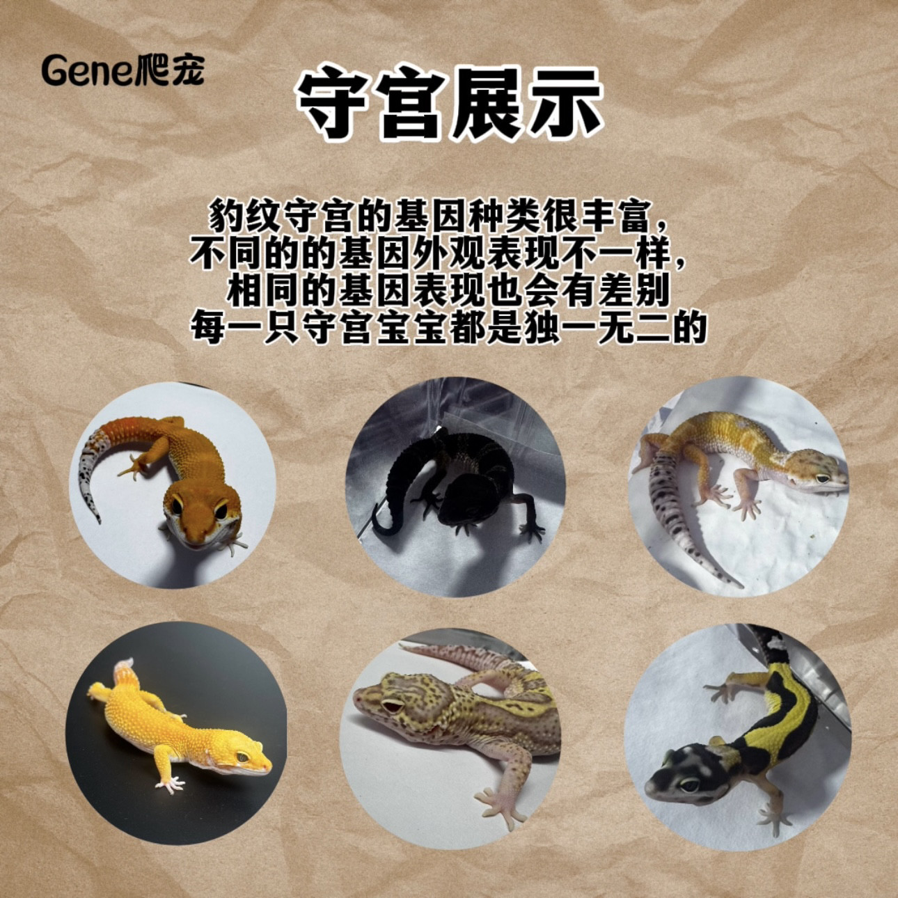 豹纹守宫:🔥新手也能轻松养的网红懒人宠物!🌟-守宫蜥蜴-淘宝好物网