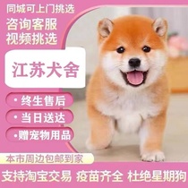 Chai Dog Puppies Pure Breed Chai Dog Puppies Chai Dogs Black Chai Chai Red Firewood Puppies Puppies Puppies For Dogs Training