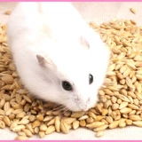 Купить 5 Получить 1 бесплатный хомяки зернового хомяка зернового ячменя.