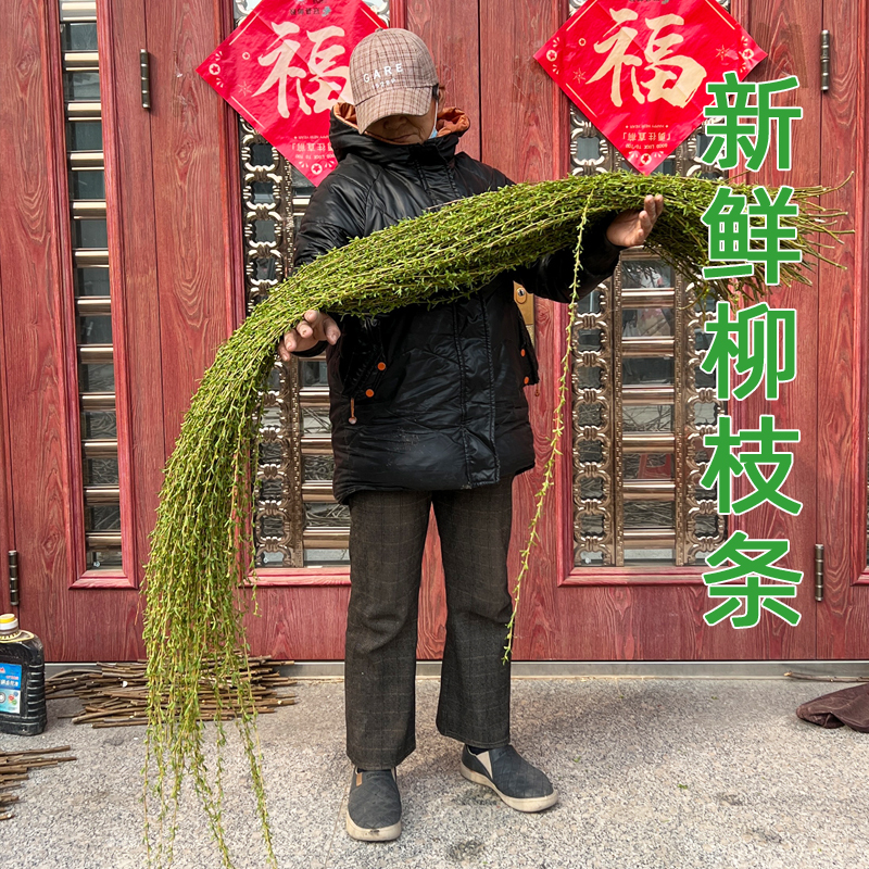 Fresh Willow Branches with Leaves, Willow Twigs for Housewarming, New Home Decoration, and Flower Pot Arrangement